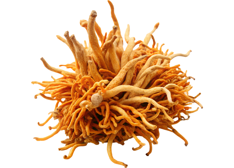 CORDYCEPS