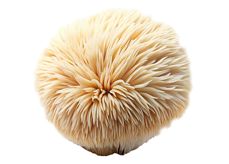 LIONS MANE