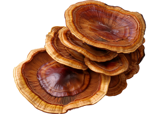 REISHI