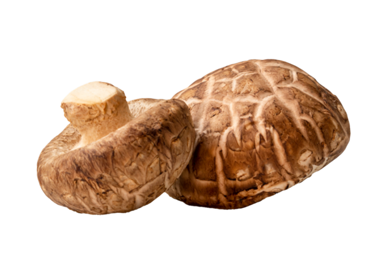Shiitake