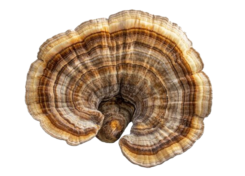 Turkey Tail